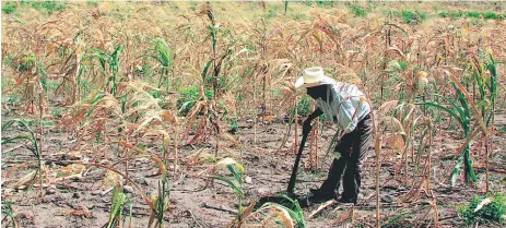  ??  ?? La producción de granos básicos a nivel nacional se podrá ver severament­e afectada en la época de postrera si se pasa de fase neutra al fenómeno de El Niño a partir del mes de agosto de este año.