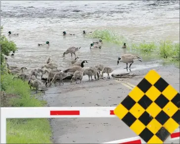  ?? Gavin Young, Calgary Herald ?? The flooded pathway under the Langevin Bridge was frequented by dozens of ducks and geese as the Bow River remained high Sunday after recent heavy rains. Officials downgraded flood warnings as water levels began to recede.