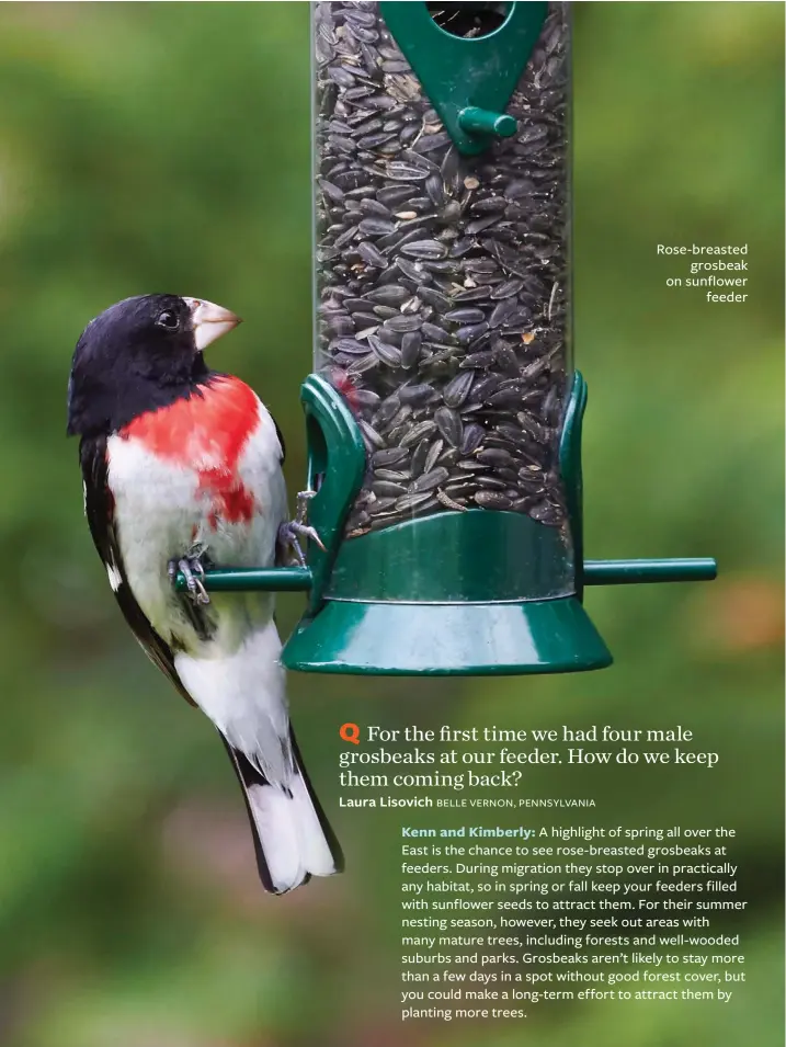  ??  ?? Rose-breasted grosbeak on sunflower feeder