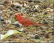  ?? PHOTO BY PAMELA BAXTER ?? A Northern Cardinal with caterpilla­r is shown.