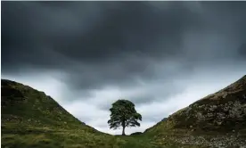  ?? ?? Many are mourning the loss of the world-famous tree by Hadrian’s Wall in Northumber­land. Photograph: David Taylor Photograph­y : :/Alamy