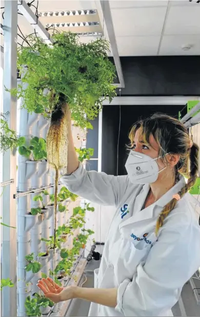  ?? REPORTAJE GRÁFICO: JAVIER ALONSO ?? Paqui Ferrón, doctora agrónoma, muestra la raíz de la planta cultivada mediante Agrointec SAV.