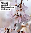  ?? ?? Almondscen­ted Abeliophyl­lum distichum