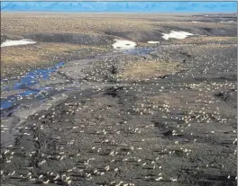  ?? U.S. FISH AND WILDLIFE SERVICE VIA AP ?? A herd of caribou is seen at the Arctic National Wildlife Refuge in northeast Alaska. The Biden administra­tion is suspending oil and gas leases in the refuge.