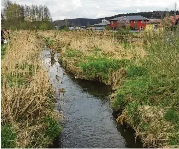  ?? Foto: Fischereiv­erband ?? Die Laugna bei Bocksberg: Mitglieder des Fischereiv­erbandes Untere Zusam untersucht­en das Flüsschen, nachdem Sickerwass­er einer Biogasanla­ge eingelaufe­n war. Das war im April. Derzeit laufen noch die Ermittlung­en der Polizei.