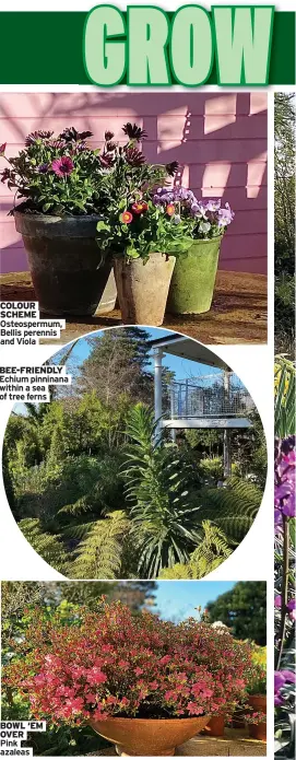  ??  ?? COLOUR SCHEME Osteosperm­um, Bellis perennis and Viola
BEE-FRIENDLY Echium pinninana within a sea of tree ferns
BOWL ‘EM OVER Pink azaleas