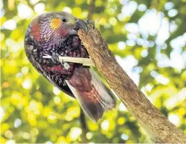  ??  ?? Pretty destructiv­e . . . Kaka had effectivel­y been extinct in Wellington since the early 20th century, until a small number were transferre­d Zealandia in 2002. Fourteen captivebre­d kaka were transferre­d from zoos between 2002 and 2007.