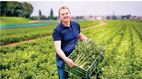  ?? RP-FOTO: ANNE ORTHEN ?? Willi Andree bewirtscha­ftet fast alle Parzellen des Hammer Deichvorla­ndes, hier hält er eine Kiste mit Staudensel­lerie.