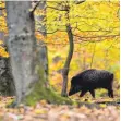  ?? FOTO: DPA ?? Wildschwei­n auf dem Weg nach Dänemark.