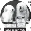  ?? ?? Dulux dogs in 1985