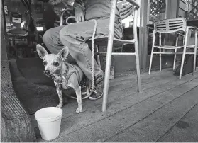  ?? Kelsey Walling / Galveston County Daily News ?? Lily the chihuahua hangs out at Shrimp N Stuff in Galveston last week. The state will now let eateries choose to allow patrons’ dogs in outdoor dining areas. By enacting their own rules, some counties and cities already allowed dogs on restaurant patios.