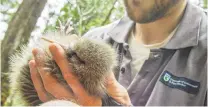  ??  ?? Doc ranger Tim Raemaekers attaches a transmitte­r to one of the Qouthern Fiordland tokoeka kiwi chicks