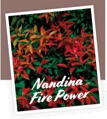  ??  ?? Nandina Fire Power