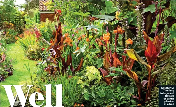  ??  ?? STRIKING:
The fiery foliage and flowers of canna phasion in a bed