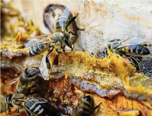  ?? Fotos: Shuttersto­ck ?? Honigbiene­n schwören auf ihre Allzweckwa­ffe Propolis.