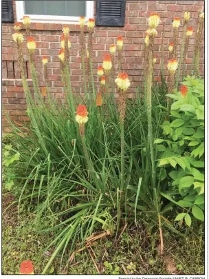  ?? Special to the Democrat-Gazette/JANET B. CARSON ?? Red hot poker, or torch lily, thrives in full sun and doesn’t like wet feet.