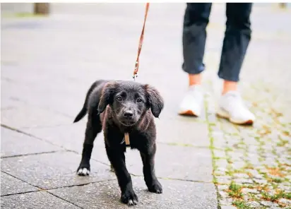  ?? FOTO: DPA ?? 79 Euro Steuer müssen Hundehalte­r in Neuss an die Stadt zahlen. Davon kommt nur wenig im Stadt-Etat an.