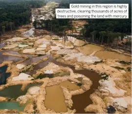  ?? ?? Gold mining in this region is highly destructiv­e, clearing thousands of acres of trees and poisoning the land with mercury