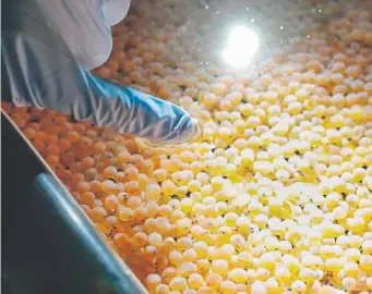  ?? Photos by Michael Conroy, The Associated Press ?? Peter Bowyer, the facility manager at Aquabounty Technologi­es, points out a newly hatched Atlantic salmon alevin among the first batch of bioenginee­red eggs in an incubation tray in Albany, Ind., on June 19.