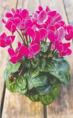  ?? GETTY IMAGES ?? There are about 18 species of cyclamen, which originate from many parts of the world, with Cyclamen coum and C. hederifoli­um the most well-known varieties in our area, Brian Minter writes.