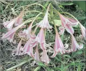  ??  ?? Crinum bulbisperm­um