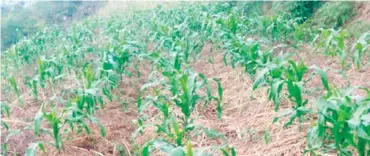  ??  ?? A mulched maize farm