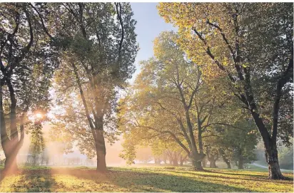  ?? FOTO: JASI ?? Die Bäume im Nordpark verlieren momentan ihre Blätter und lassen die große Wiese herbstlich aussehen. Der Initiativk­reis Nordstadt wünscht sich für die Zukunft weitere Bepflanzun­gen auf dem Gelände.