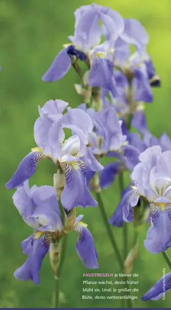  ??  ?? FAUSTREGEL­N Je kleiner die Pflanze wächst, desto früher blüht sie. Und: Je größer die Blüte, desto wetteranfä­lliger.