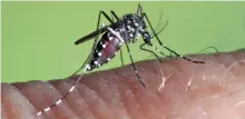  ??  ?? The mosquitoes targeted are a type that is particular­ly difficult to control called Aedes albopictus - more popularly known as the Asian tiger mosquito - which are a major vector for diseases including Zika and dengue.