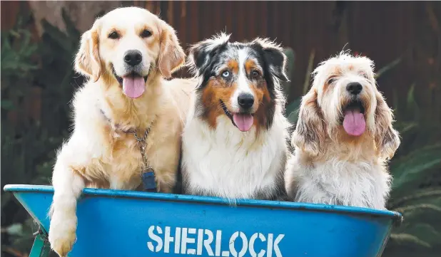  ?? Pic: TOBY ZERNA ?? HAPPY PUPS: Freda the golden retriever, Tuckie the Australian shepherd and Jackson the petit basset griffon vendeen are healthy after being vaccinated.