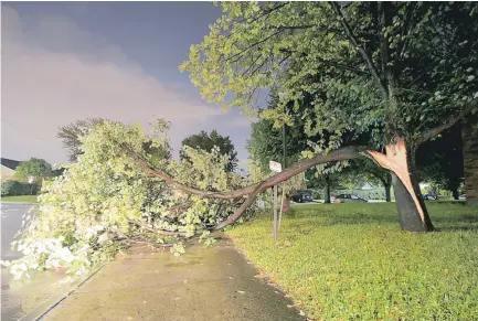  ??  ?? Un aperçu des dommages survenus à Québec. Cet arbre a subi les foudres de dame Nature.