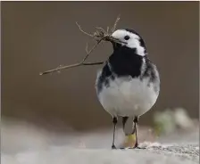  ??  ?? Charles Lee of the Blarney Photograph­y Club won gold in the Project Natural World category with ‘Pied Wagtail’.