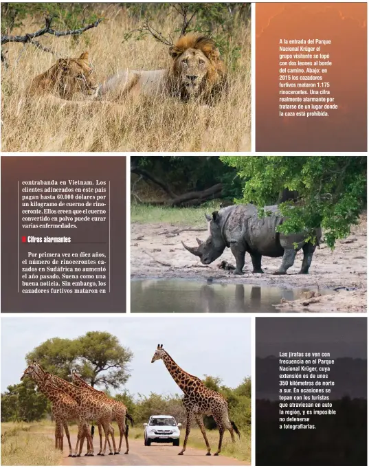  ??  ?? A la entrada del Parque Nacional Krüger el grupo visitante se topó con dos leones al borde del camino. Abajo: en 2015 los cazadores furtivos mataron 1.175 rinoceront­es. Una cifra realmente alarmante por tratarse de un lugar donde la caza está...
