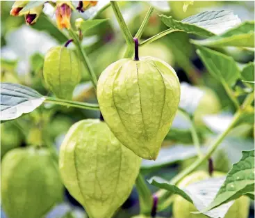  ?? ADOBE STOCK/STUFF ?? Physalis philadelph­ica, tomatillo.