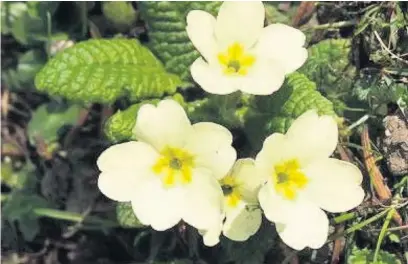  ??  ?? Primroses