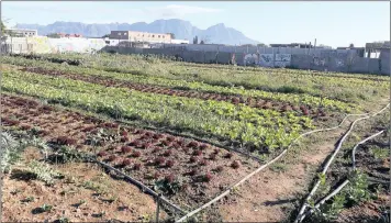  ??  ?? CONTESTED LAND: Nazeer Sonday dreams of a PHA settled with 500 small-scale farmers, with ponding of wastewater to recharge and protect the valuable Cape Flats Aquifer.