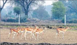  ?? SANJEEV KUMAR/HT ?? Black bucks at the open wild life sanctuary in Datarwali village, Abohar.