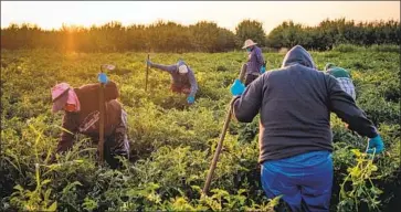  ?? Max Whittaker For The Times ?? farmworker­s weed a field. Agricultur­e offers some of America’s lowest-paid jobs.
