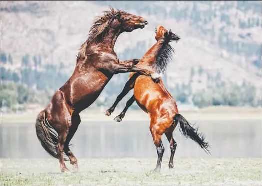  ?? COURTESY NENAH DEMUNSTER ?? Wild horses frolic on the range near Washoe Lake, north of Carson City, in August. A fertility control program operated by wild horse advocates in agreement with the Nevada Department of Agricultur­e on the Virginia Range in Northern Nevada has reduced foal births by 61% since its inception in 2020, leading to healthier, smaller herds.