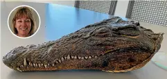  ??  ?? The crocodile head owned by Susanna Clark, inset top, was gifted to her late grandfathe­r, Sir Percy Wyn-Harris, by Prince Philip following his Gambian river safari in 1957.