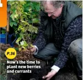  ??  ?? Now’s the time to plant new berries and currants P.36