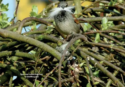  ?? ?? Sparrow collecting hair to line his nest