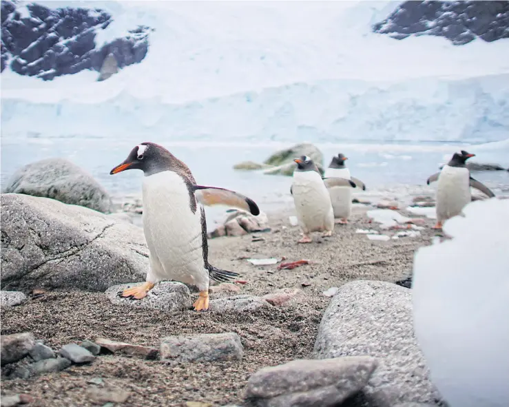  ??  ?? arbour, Antarctica.