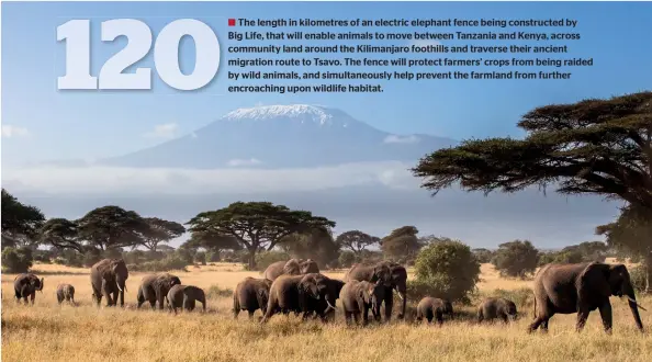  ??  ?? The length in kilometres of an electric elephant fence being constructe­d by
Big Life, that will enable animals to move between Tanzania and Kenya, across community land around the Kilimanjar­o foothills and traverse their ancient migration route to Tsavo. The fence will protect farmers’ crops from being raided by wild animals, and simultaneo­usly help prevent the farmland from further encroachin­g upon wildlife habitat.