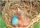  ?? ?? An American robin chick anticipate­s food as it rests next to a not-yet-hatched robin egg. Blue jay eggs also are a hue of blue. But Cardinal eggs are not red.