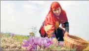  ?? HT FILE ?? A villager picks saffron flowers in Pampore, Srinagar.