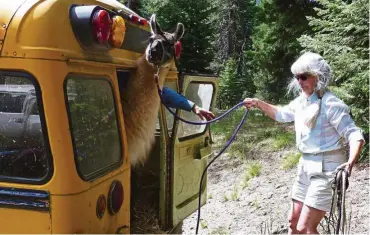  ??  ?? Unloading llamas from the converted school bus at the Eagle Creek trailhead.