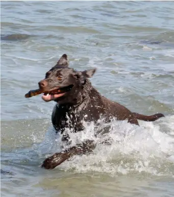  ?? Photo: Paul Mealey ?? The summer temperatur­es continue, with the temperatur­e hitting 23.5C in the west yesterday, and more fine weather predicted right into the weekend. Paul Mealey’s photo shows a dog cooilng off in the sea at Bertra beach near Westport, Co Mayo.