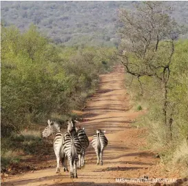  ?? ?? MABALINGWE-WILDRESERV­AAT