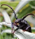  ??  ?? Ein Bockkäfer im Garten von Josef Bur kart.